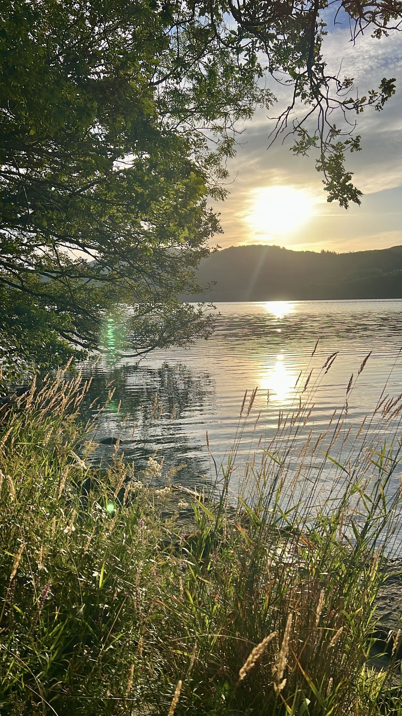 Tall grasses and reeds on the shore at sunset, the sun reflected on Windermere below the fells
